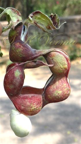 Legume (mature)